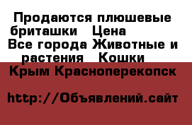 Продаются плюшевые бриташки › Цена ­ 2 500 - Все города Животные и растения » Кошки   . Крым,Красноперекопск